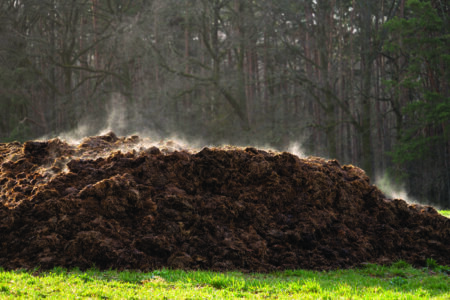 A pile of manure on an agricultural field for growing bio produc